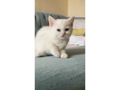 British shorthair beyaz yavrular