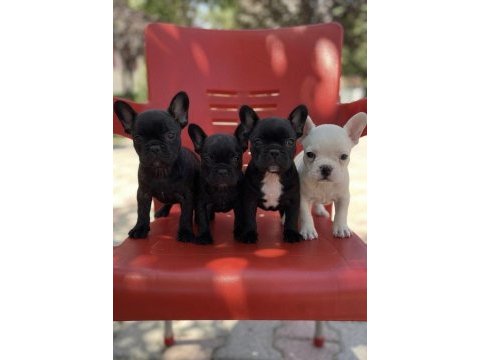 Safkan french bulldog yavruları