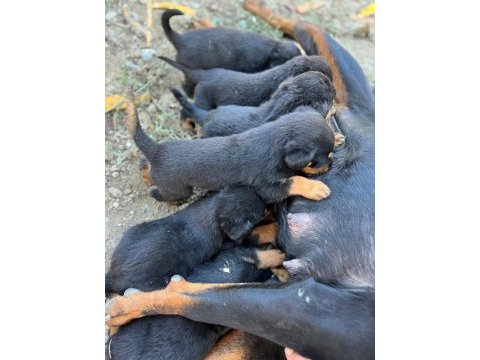 Rottweiler yavruları