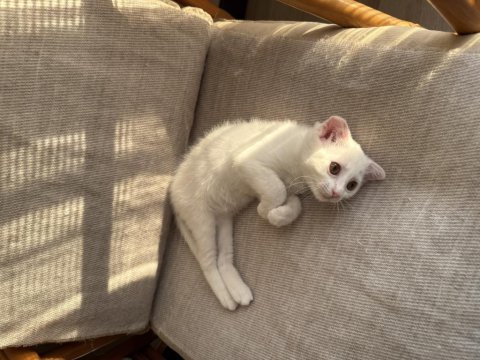 Ücretsiz sahiplendirme scottish fold