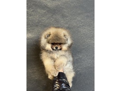 Teacup üst kalite pomeranian boo