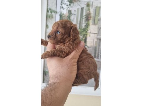 Safkan kore toy poodle yavrularımız