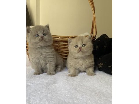Safkan british kızlarım