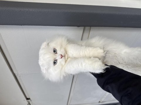 Yavru renkli gözlü pamuk gibi tüyü scottish fold