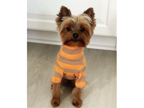 Teacup erkek yorkshire terrier