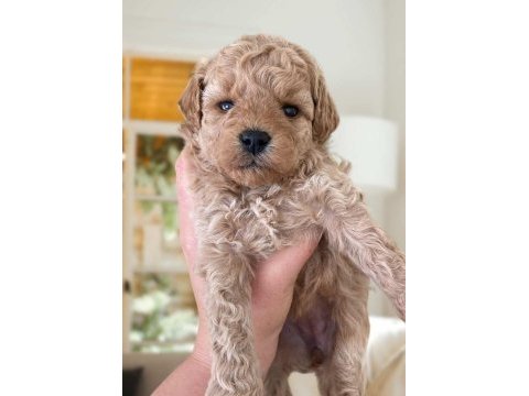 Apricot toy poodle