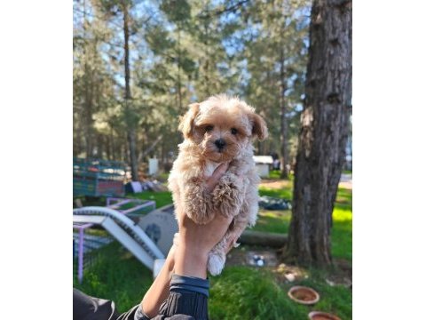 Orjinal maltipoo yavrularımız