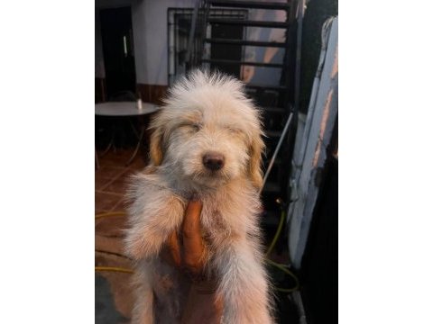 Maltipoo köpekleri