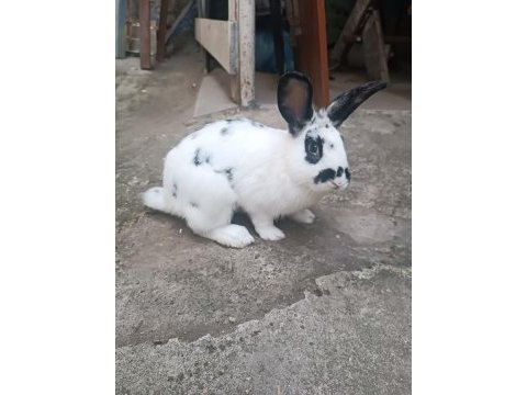 Ücretsiz sahiplendireceğim tavşan