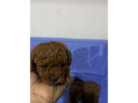 Dişi ve erkek toy poodle yavruları