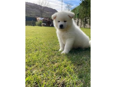 Japon akita ınu yavrulari istanbul 
