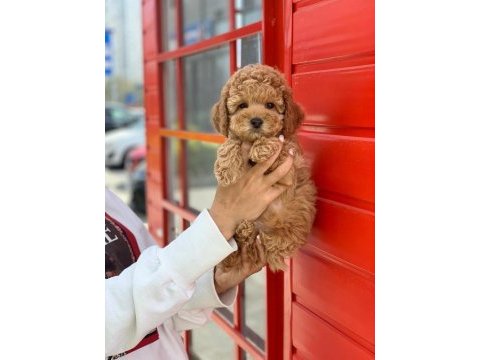 Safkan toy poodle köpekler