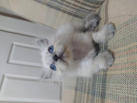 Yavru güzel british longhair
