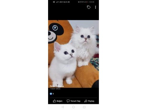 Scottish straight ve scottish fold yavrular