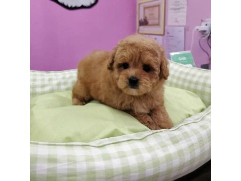 F2 maltipoo yavruları