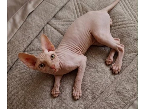 4 aylık erkek safkan sphynx