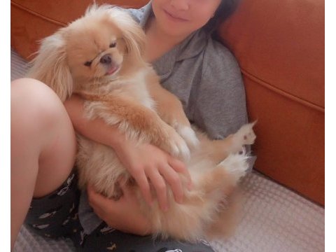 Pekinez köpek ırkı