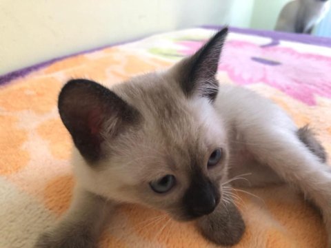 1,5 çok tatlı siyam yavrularımız