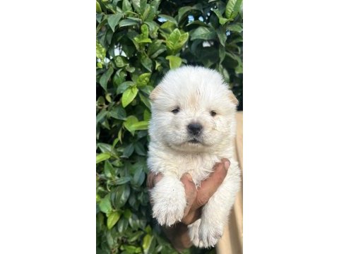 Bembeyaz chow chow yavrumuz yeni yuvasını arıyor