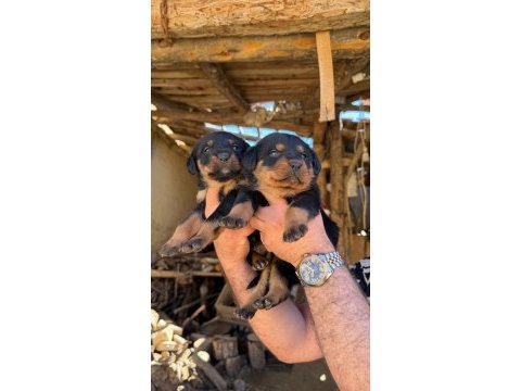Dişi erkek rottweiler yavrular