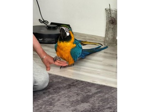 Belgeli kayıtlı a kalite macaw