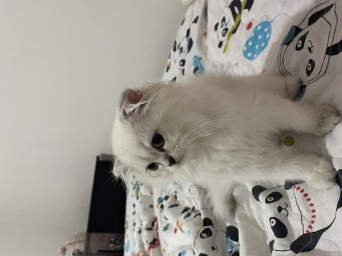 Tatlı scottish fold kedimiz