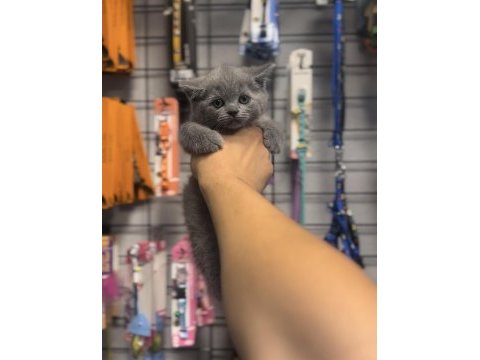 Safkan british shorthair bebekler