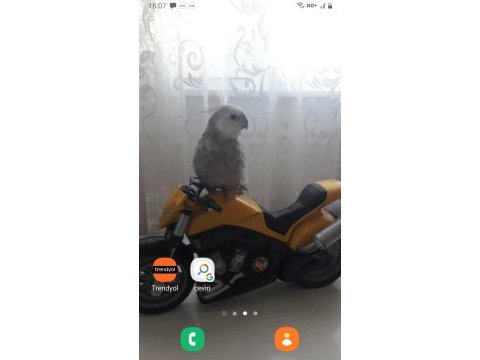 Wi-fi sultan papağanı