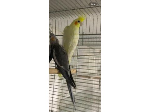 Genç takım ve lutino dişi sultan papağanlar