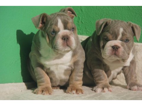 Sitenin en renkli en mütevazi bulldog şekerleri
