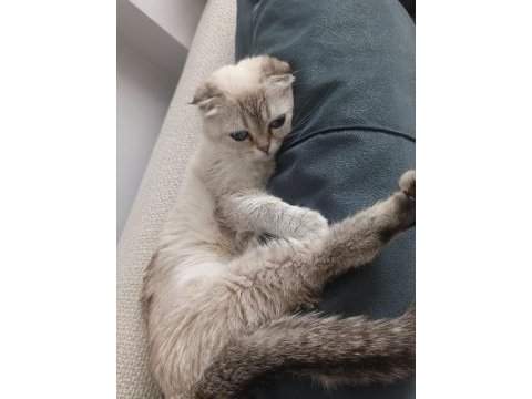 2 yaşında dişi scottish fold