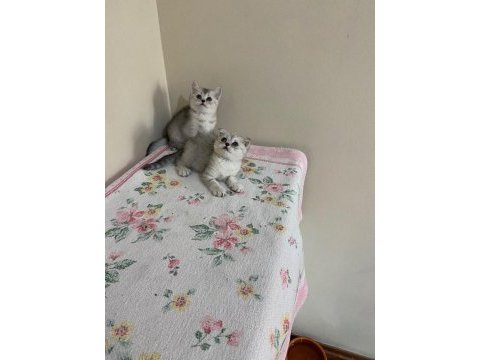 Silver dünya güzeli yavru kediler