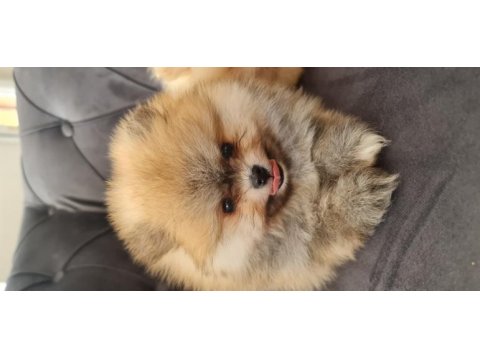 Show kalite pomeranian boo