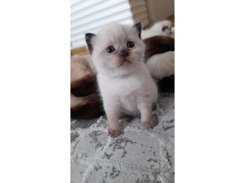 1 buçuk aylık orjinal scottish fold bebekler