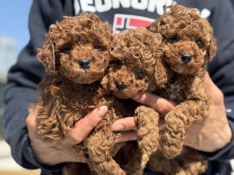 Ankarada ziyarete açık kore toy poodle yavrular