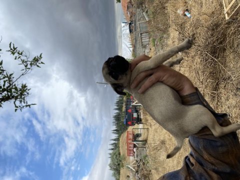 Pug yavrumuzu sahiplendiriyoruz