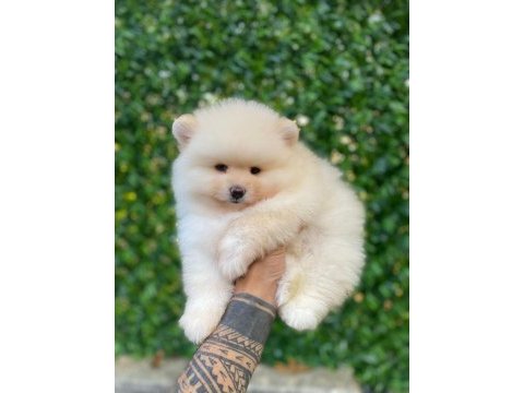 Tüy yumağı pomeranian bebeğimiz kuki