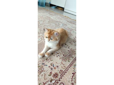 Ny12 golden full şecereli british longhair