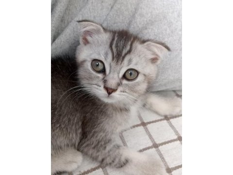 Yeni 3 aylık erkek scr li scottish fold
