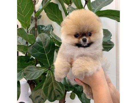 Pomeranian boo yavruları