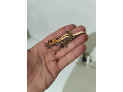 Crested ve leopard geckolar