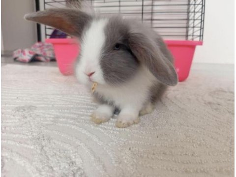 Hollanda lop tavşanı