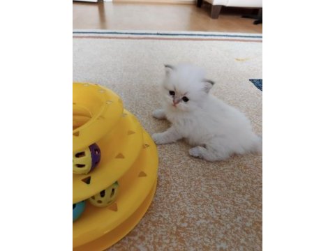 British longhair oğlumuz yeni yuvasını arıyor