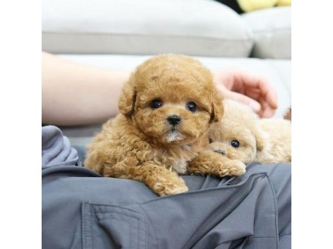 Poodle starımız sizlerle