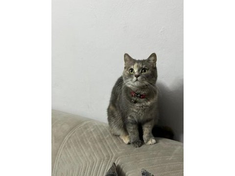 Karmen british shorthair