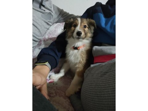 Dişi rough collie lessie yavrumuz yeni yuvasını arıyor