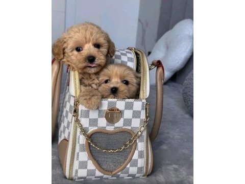 Kore kan hattına sahip maltipoo