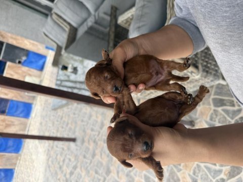Kore poodle bebeklerimiz