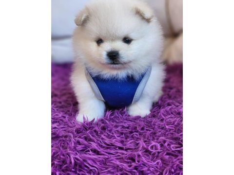 Pomeranian ayıcıklar ırk ve sağlık garantilidir