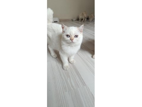 Bursa golden ve golden point british shorthair yavrular